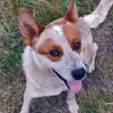 Odie the dog